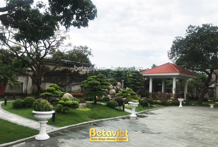 Sân vườn nhìn chếch về phía chòi nghỉ mái ngói đỏ cột trắng bên phải, cây cổ thụ và các khóm tùng cắt tỉa bên trái tạo tán…